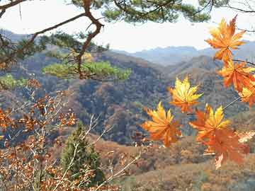 哪里可以购买打胎药便宜打胎和药流最合适（打胎和药流哪个好）